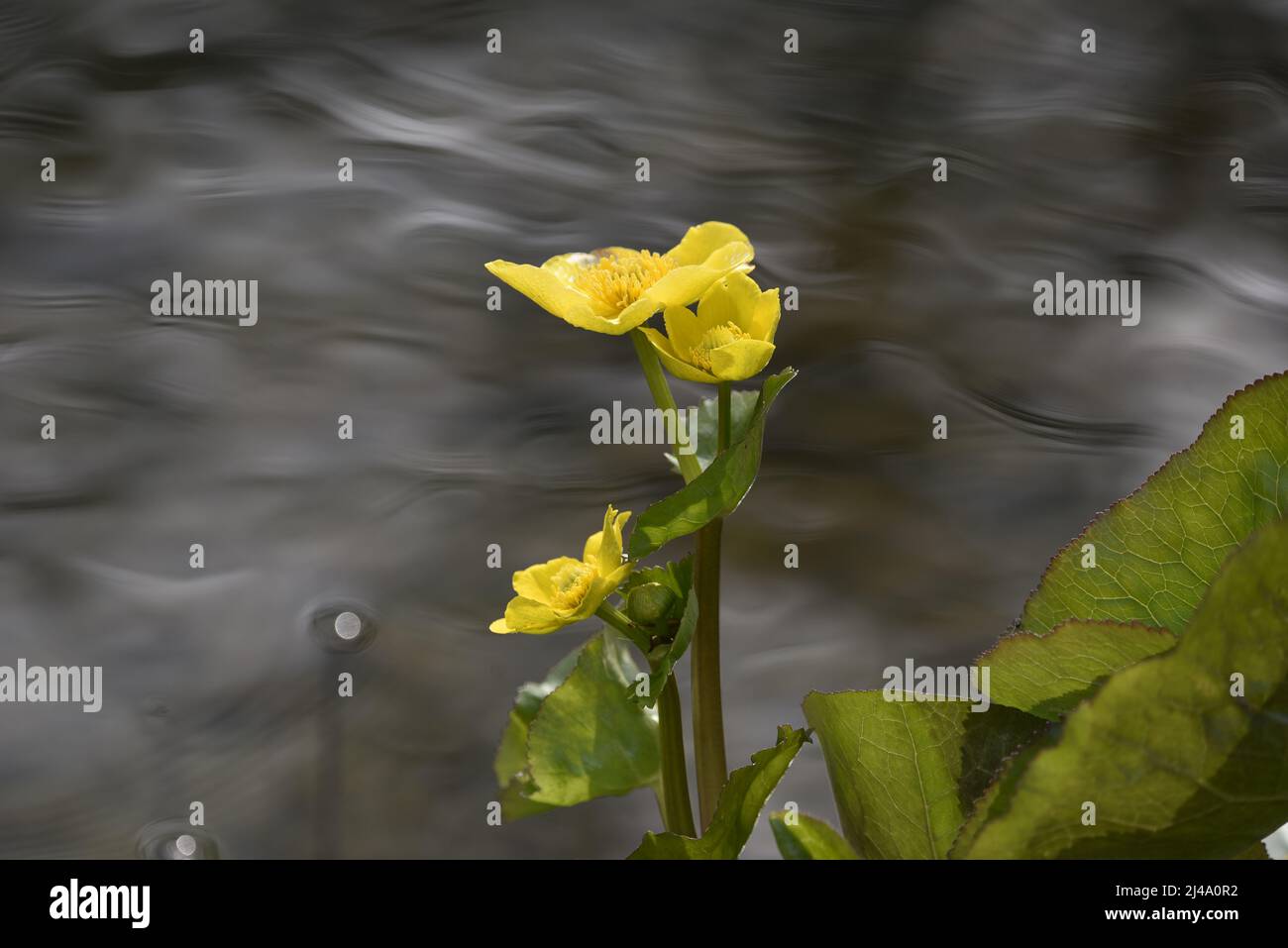 Cluster di giallo palustris Marsh Marigold fiori (Caltha palustris) contro un morbido flusso acqua sfondo con soleggiato Riples su acqua preso nel Regno Unito nel mese di aprile Foto Stock
