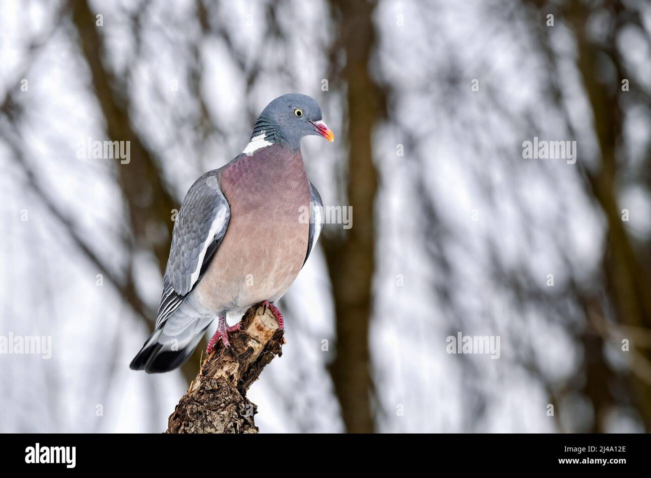 Piccione di legno all'inizio della primavera Foto Stock