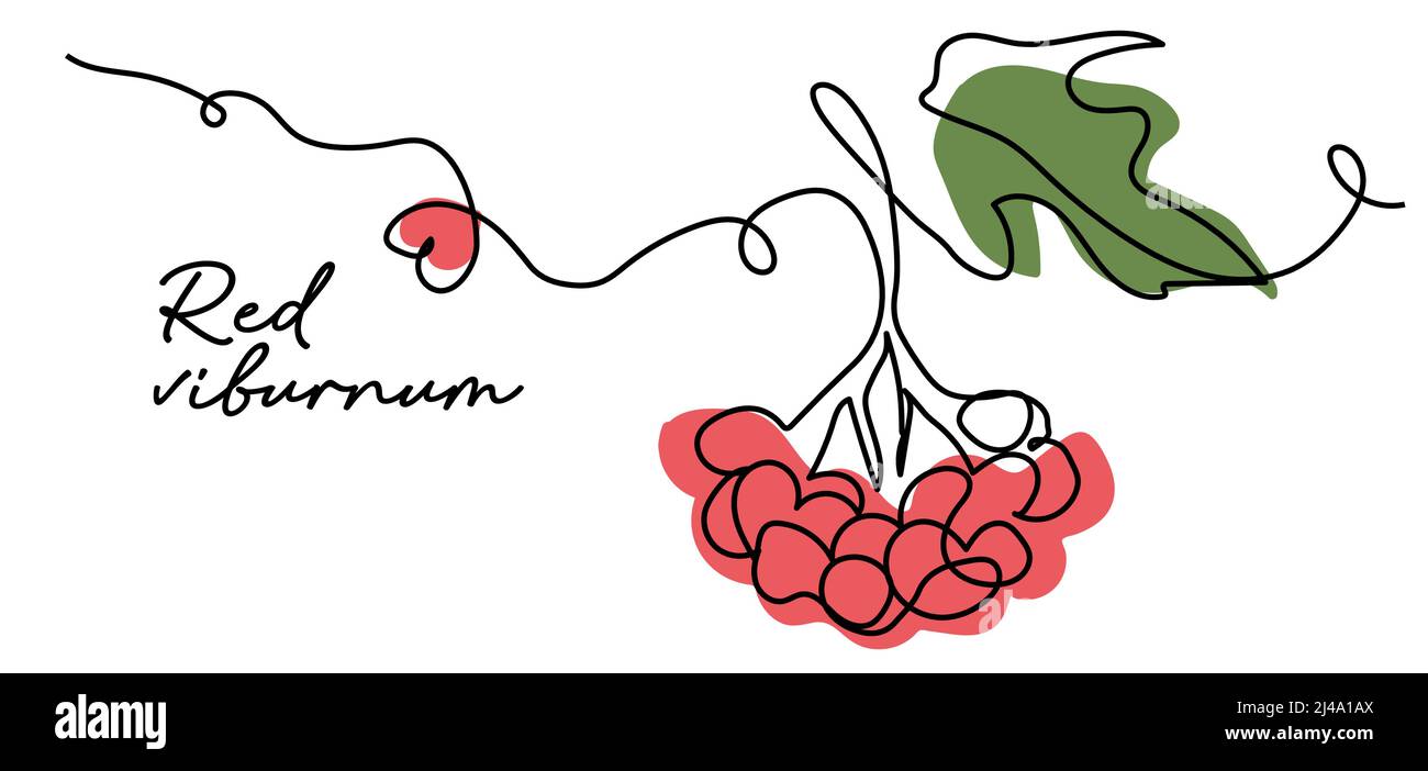 Viburno rosso semplice illustrazione vettoriale a colori. Bacche ucraine. Una linea continua di disegno art del viburnum rosso Illustrazione Vettoriale