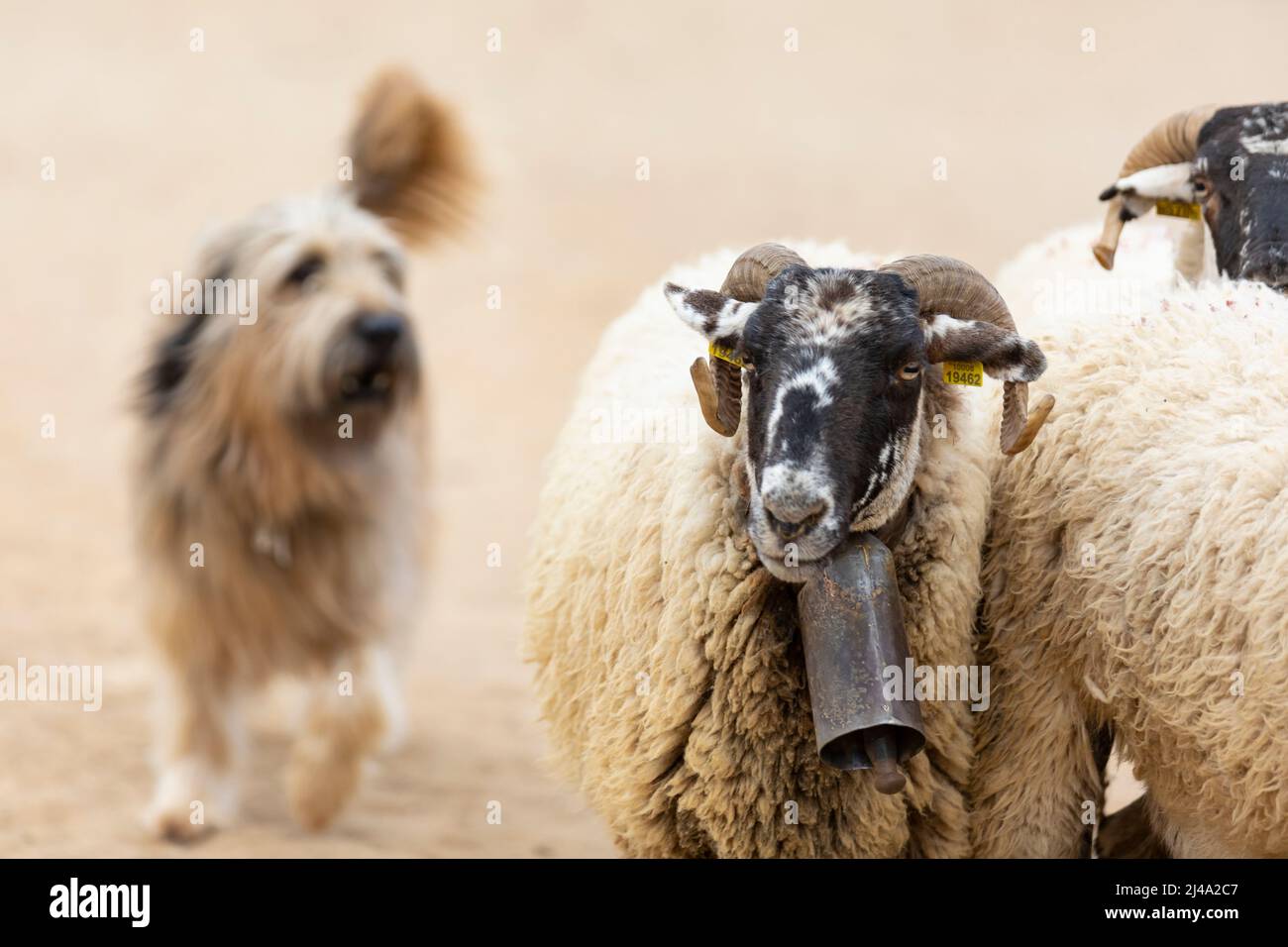 Cane da pastore catalano in gara di abilità (concurs de gossos d'atura - gos d'atura) Foto Stock