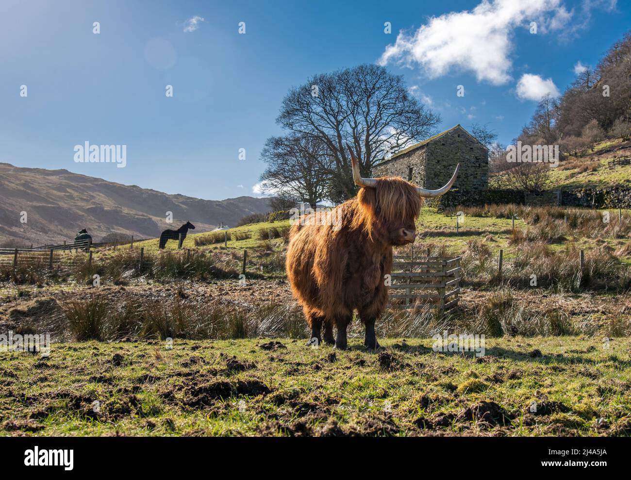 Mucca delle Highland, Haweswater, Bampton, Cumbria, Regno Unito. Foto Stock