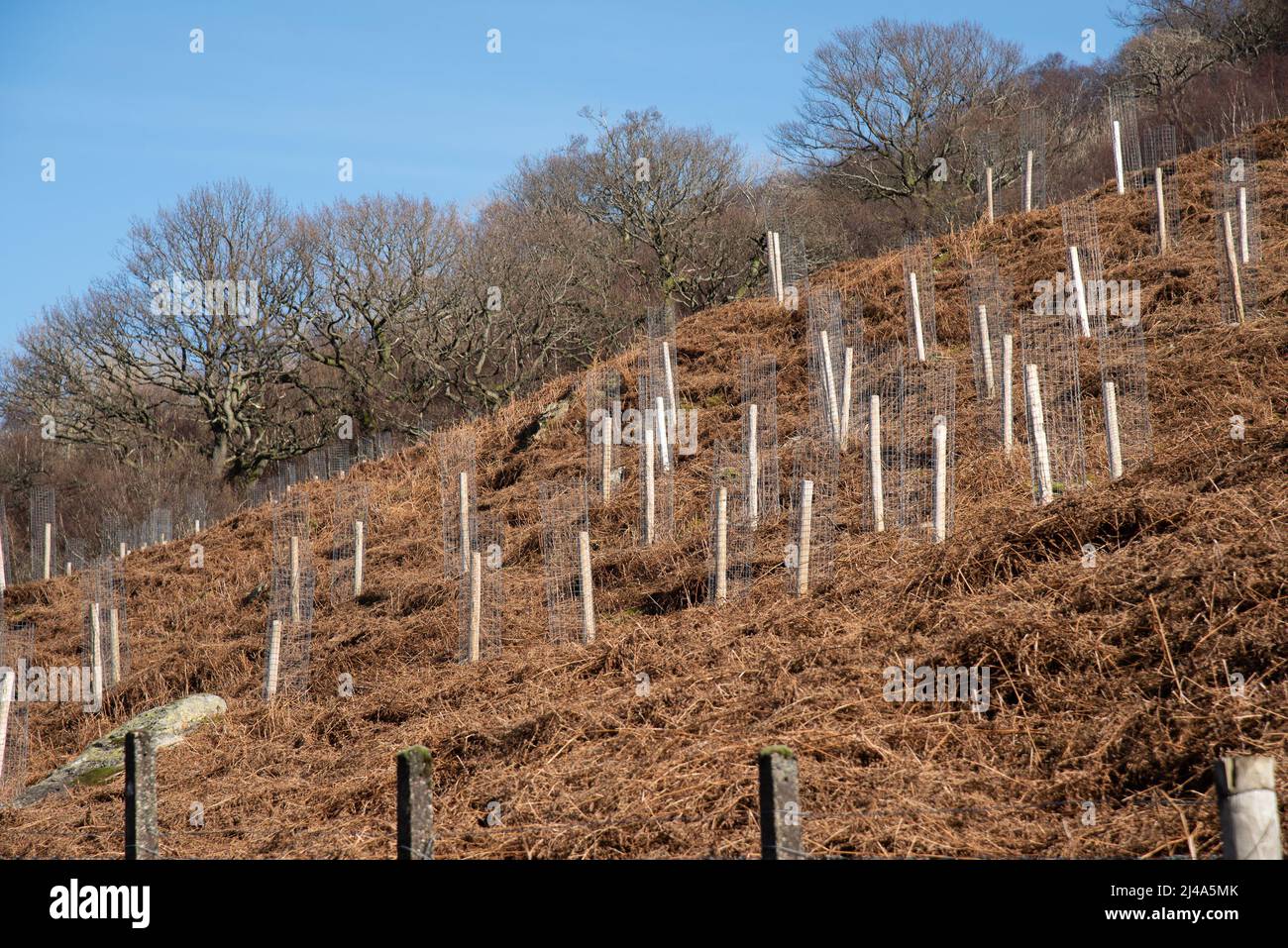 Albero che pianta sul lato di Haweswater, Bampton, Cumbria, Regno Unito. Foto Stock