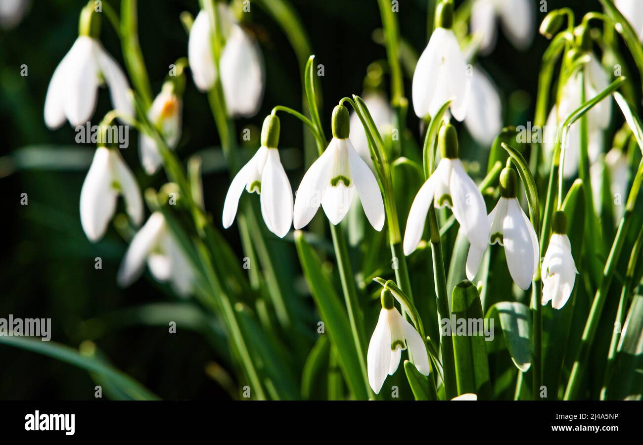Snowdrops in un giardino, Chipping, Preston, Lancashire, Inghilterra, Regno Unito. Foto Stock