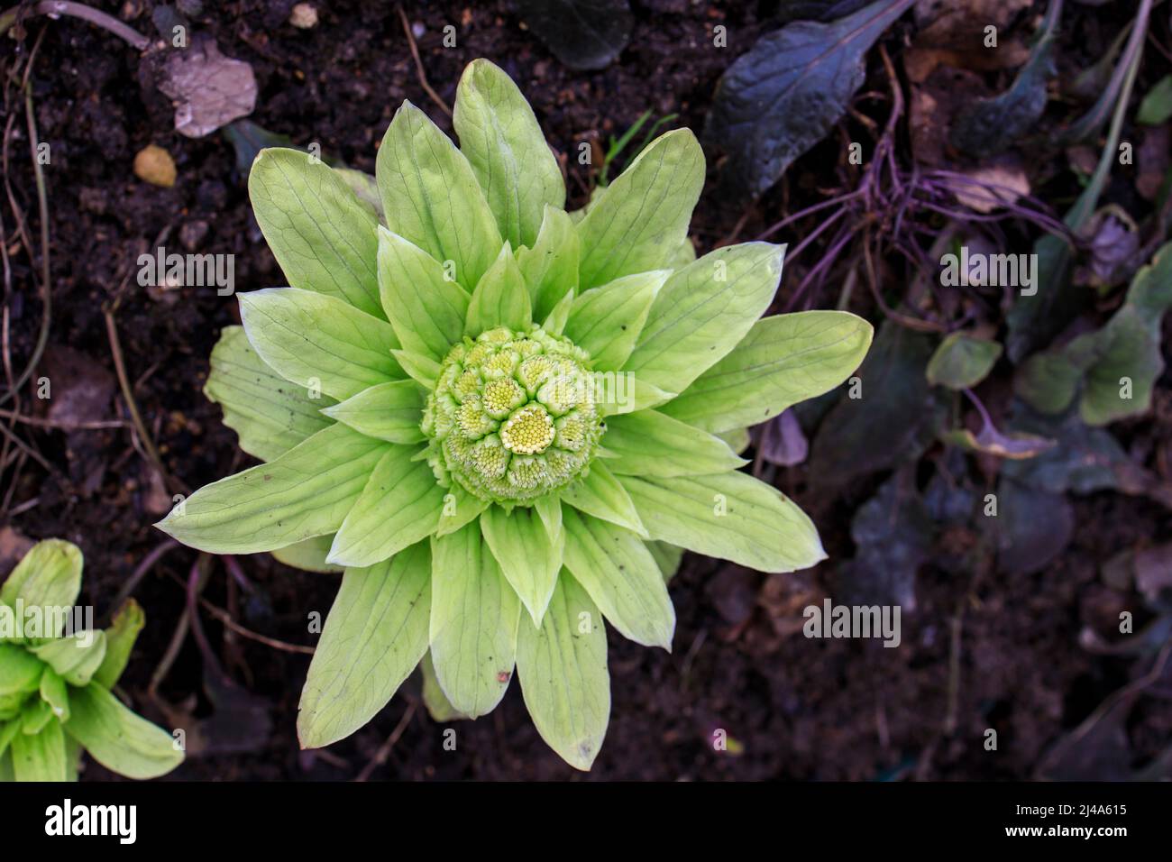 Petasites japonicus, noto anche come butterbur, butterbur gigante, grande butterbur e dolce-piede di zampa all'inizio della primavera Foto Stock