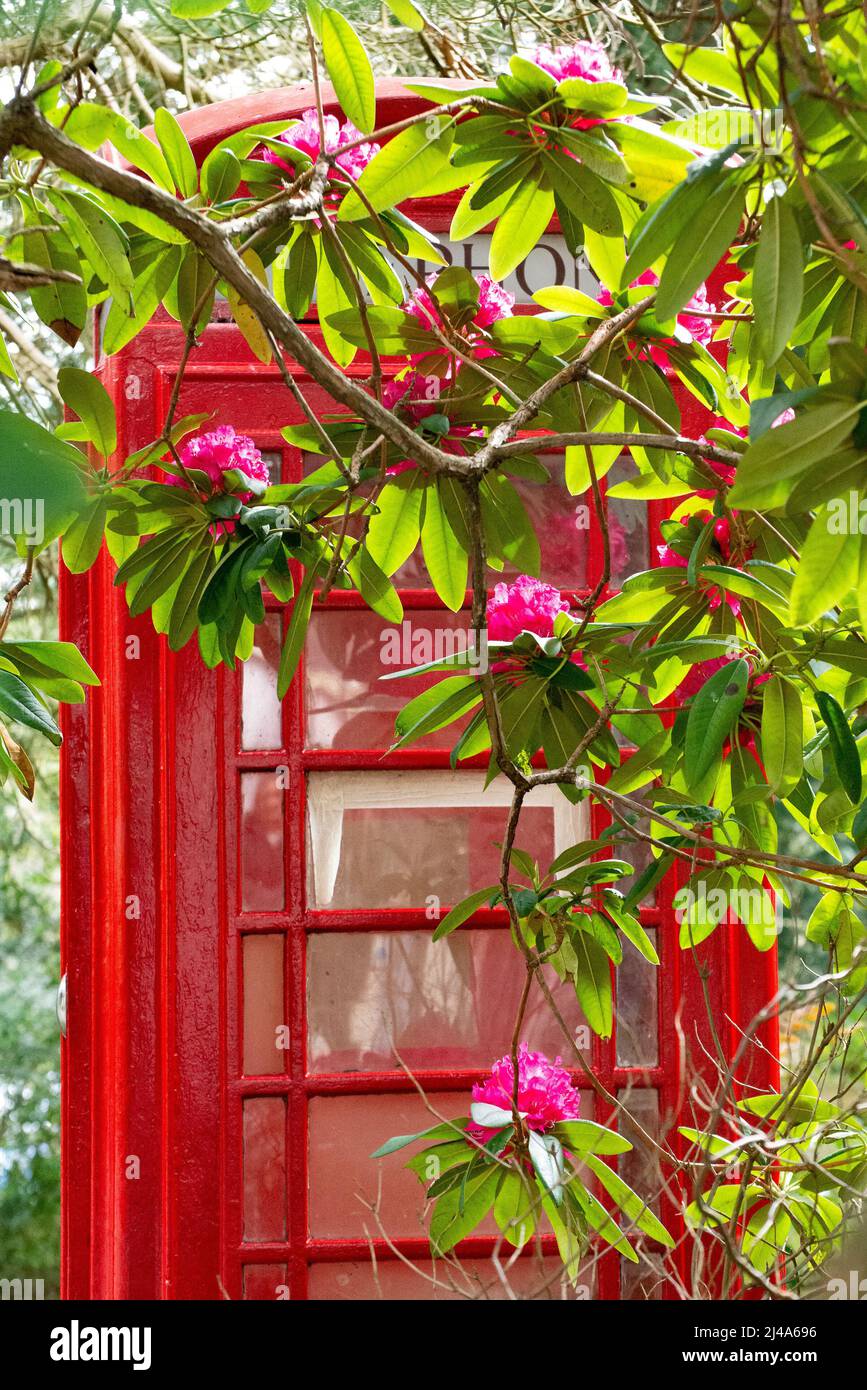 Un telefono rosso e fiori, Windermere, il Lake District, Cumbria, Regno Unito. Foto Stock