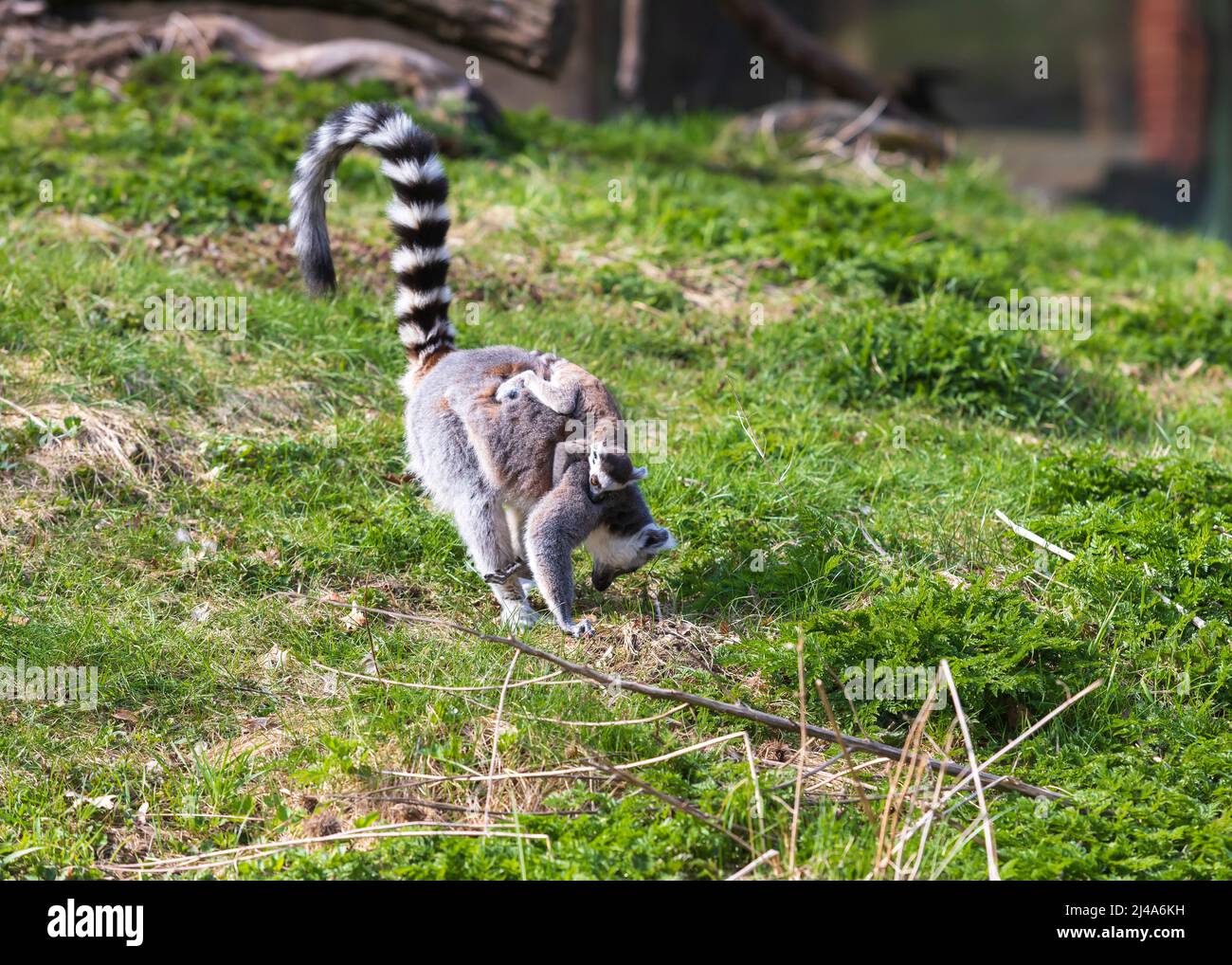 Un lemure ha il suo cucciolo sulla schiena e corre attraverso un campo verde. Foto Stock