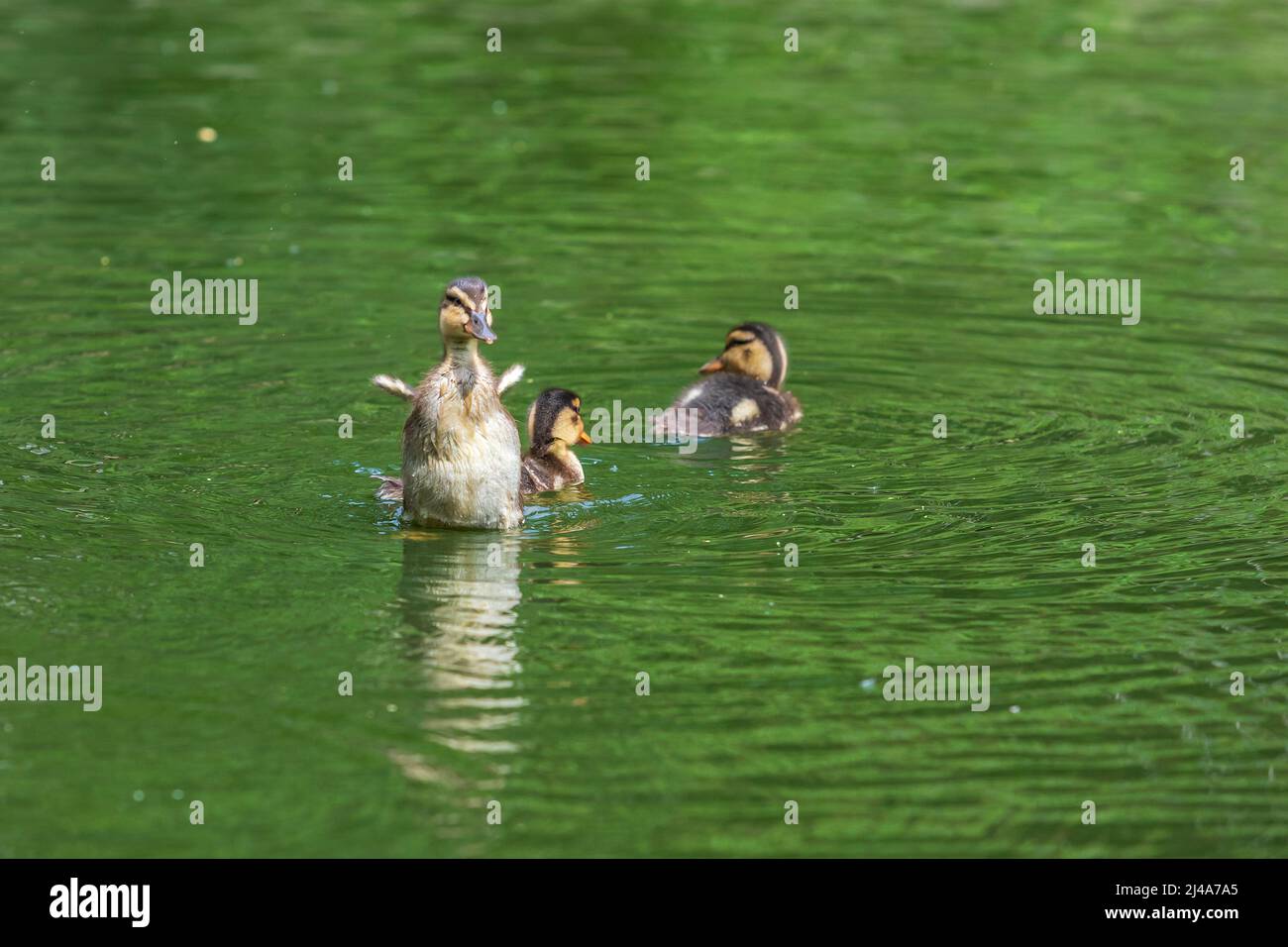 La piccola anatra nuota sull'acqua e scova le sue ali. Foto Stock