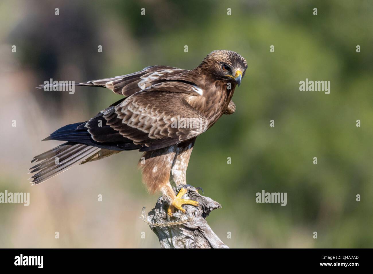 Aquila sradicata, Hieraetus pennatus, morfo scuro arroccato Foto Stock