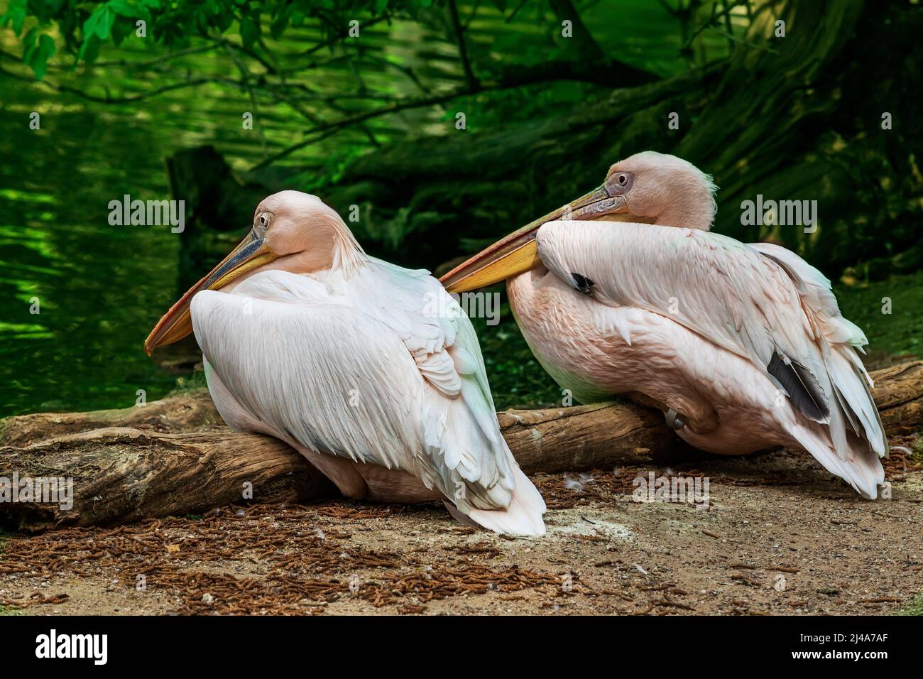 Palecanus onocrotalus - Weißer Pelikan am Ufer im Schatten unter einem Laubbaum. Ruhiger Wasserstand im Hintergrund. Foto Stock