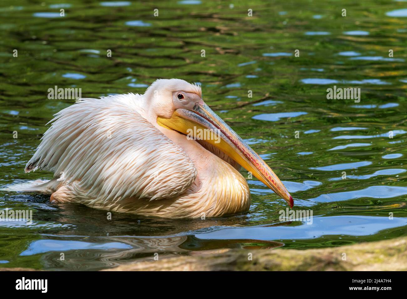 Pelecanus onocrotalus - uccello pelicano bianco grande nuota sull'acqua. Foto Stock