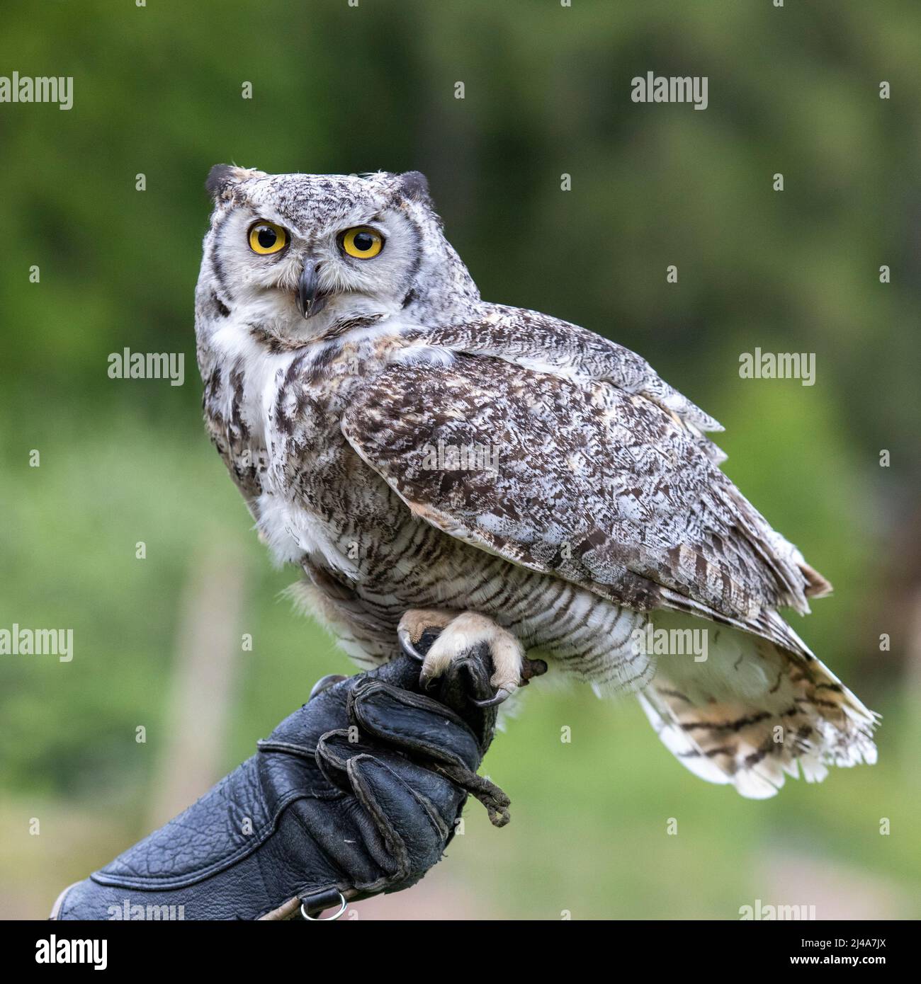 Il granaio - Bubo virginianus - testa di falconeria si siede sulle mani di un falconer con un guanto sulla mano. Foto Stock
