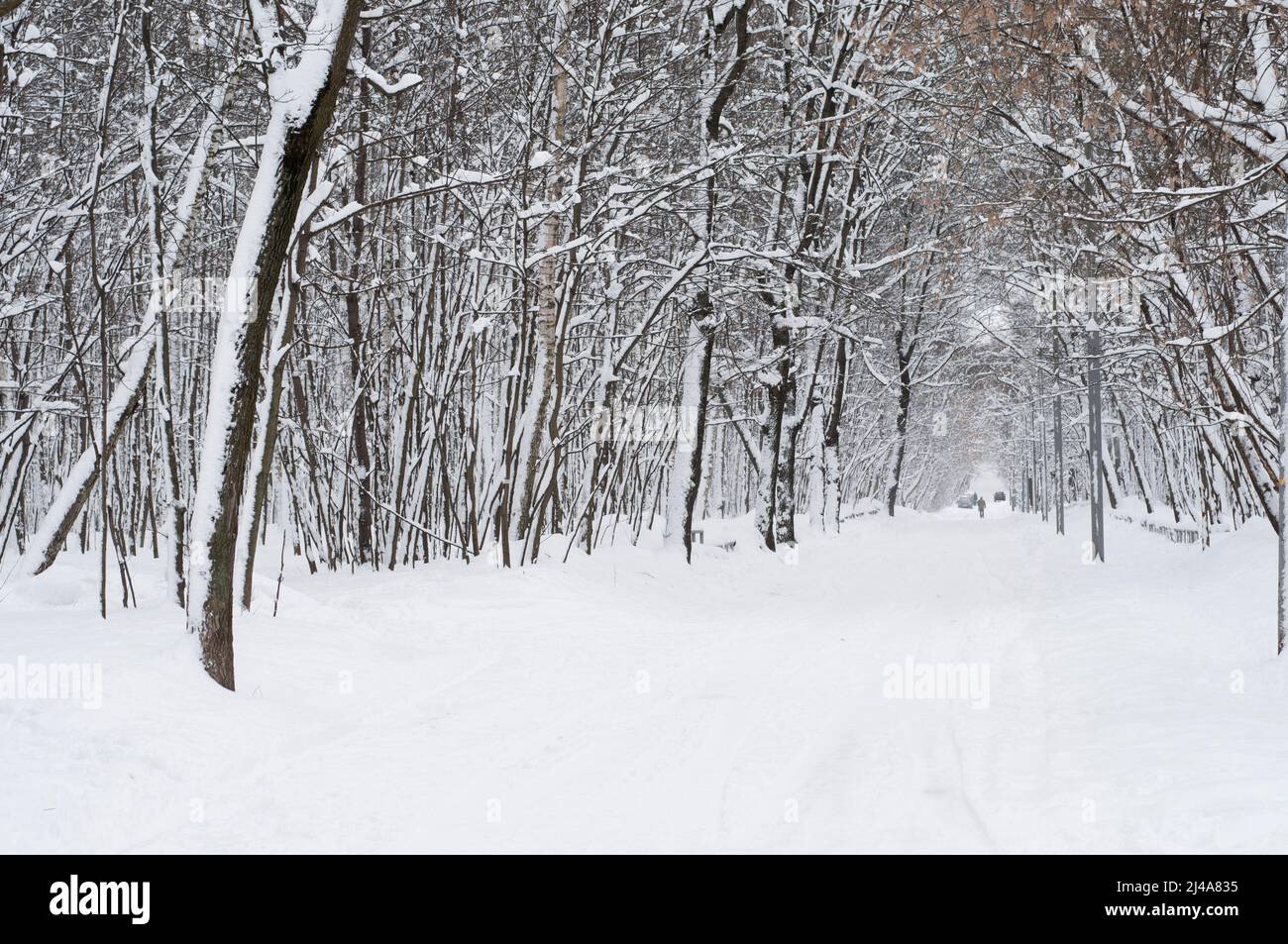 Paesaggio invernale con un parco dopo la tempesta di neve Foto Stock