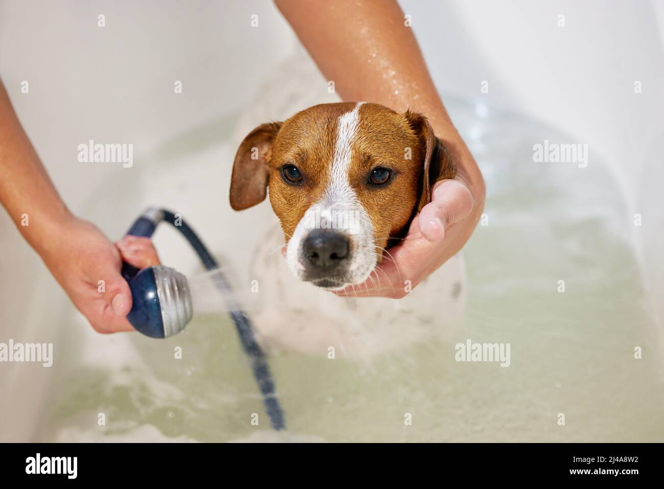 Ti consente di ripulire. Colpo ad angolo alto di un adorabile giovane Jack Russell che viene lavato dal suo proprietario irriconoscibile nel bagno a casa. Foto Stock