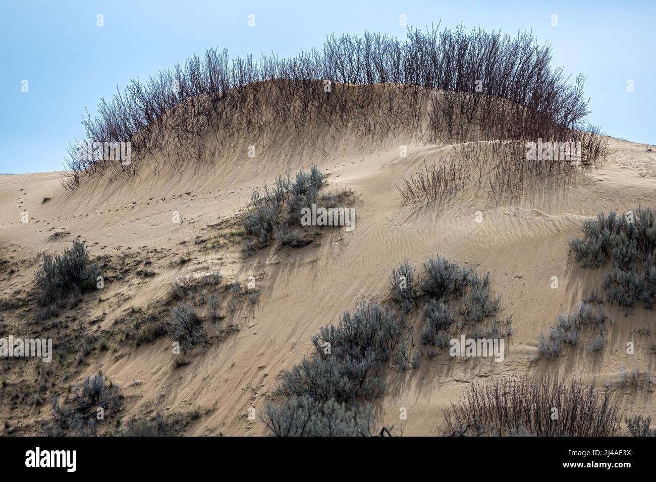 Dune di sabbia e vegetazione nella contea di Adams, Washington Foto Stock