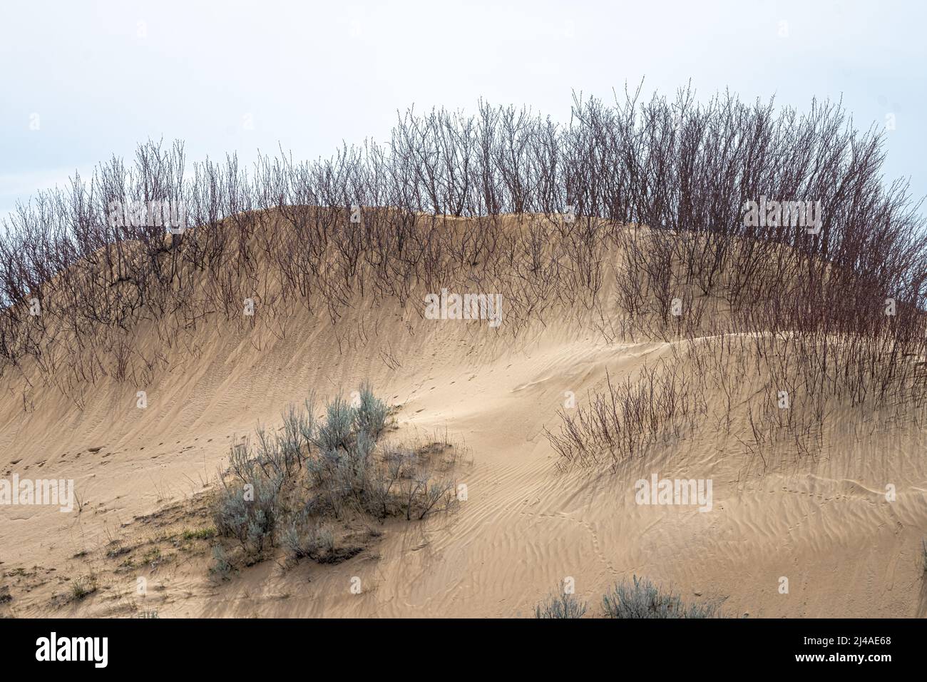 Dune di sabbia e vegetazione nella contea di Adams, Washington Foto Stock