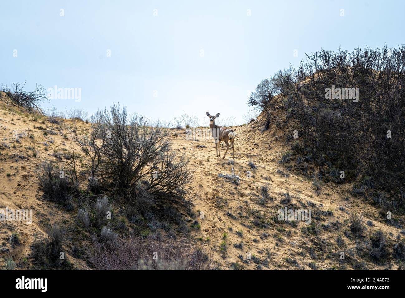 Dune di sabbia, Mule Deer e vegetazione nella contea di Adams, Washington Foto Stock