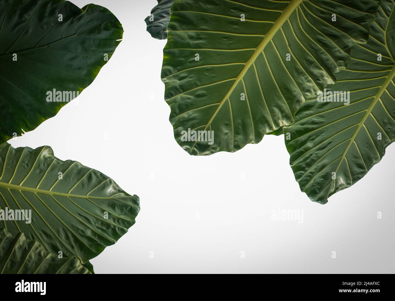 Foglie verdi a forma di cuore di Ear elefante o Taro gigante (specie di Alocasia), foresta tropicale fogliame giardino pianta isolato su sfondo bianco con Foto Stock