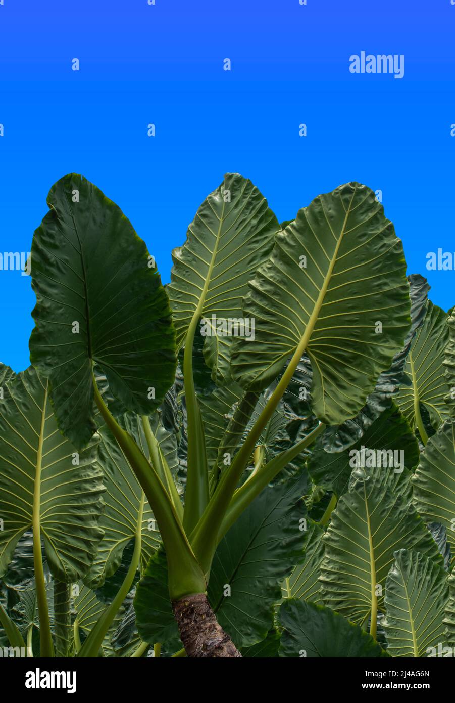 Foglie verdi a forma di cuore di Ear elefante o Taro gigante (specie di Alocasia), foresta tropicale fogliame giardino pianta isolato su sfondo bianco con Foto Stock