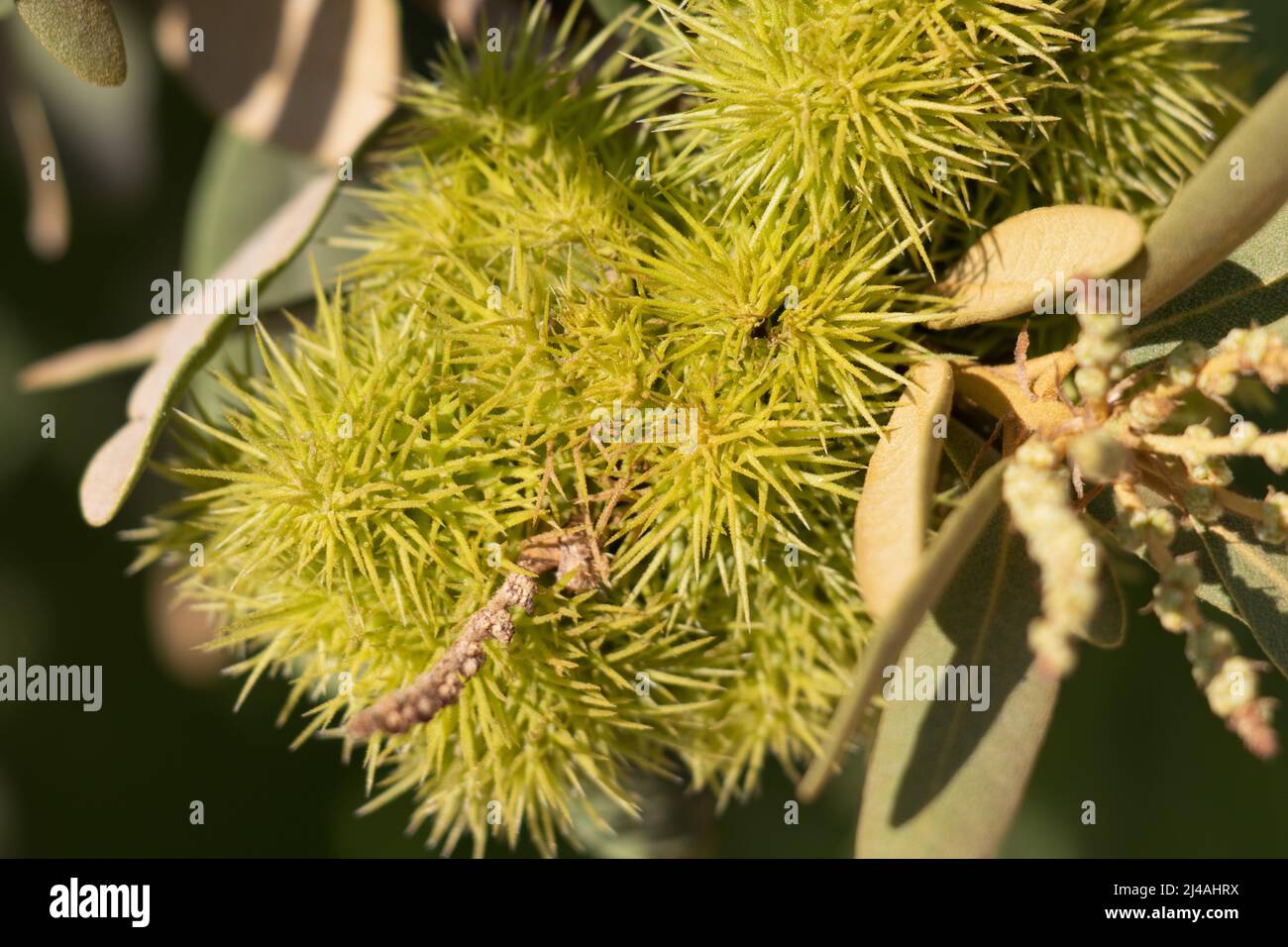 I bratti spinosi verdi oscurano i bacini di Chrysolepis Sempervirens, Fagaceae, arbusti nativi dei Monti San Bernardino, Estate. Foto Stock