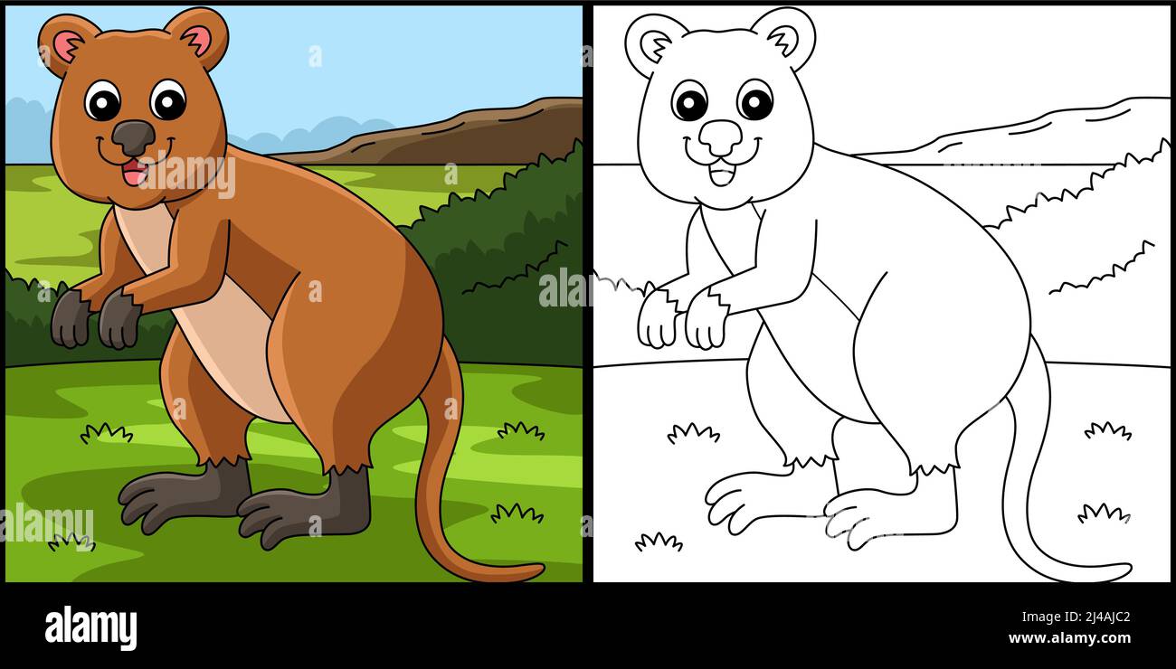 Quokka Animal Coloring pagina Illustrazione colorata Illustrazione Vettoriale