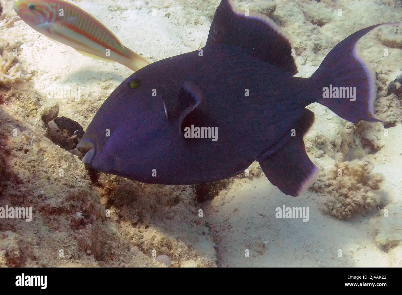 Un triggerfish blu (Pseudobalistes fuscus) nel Mar Rosso, Egitto Foto Stock