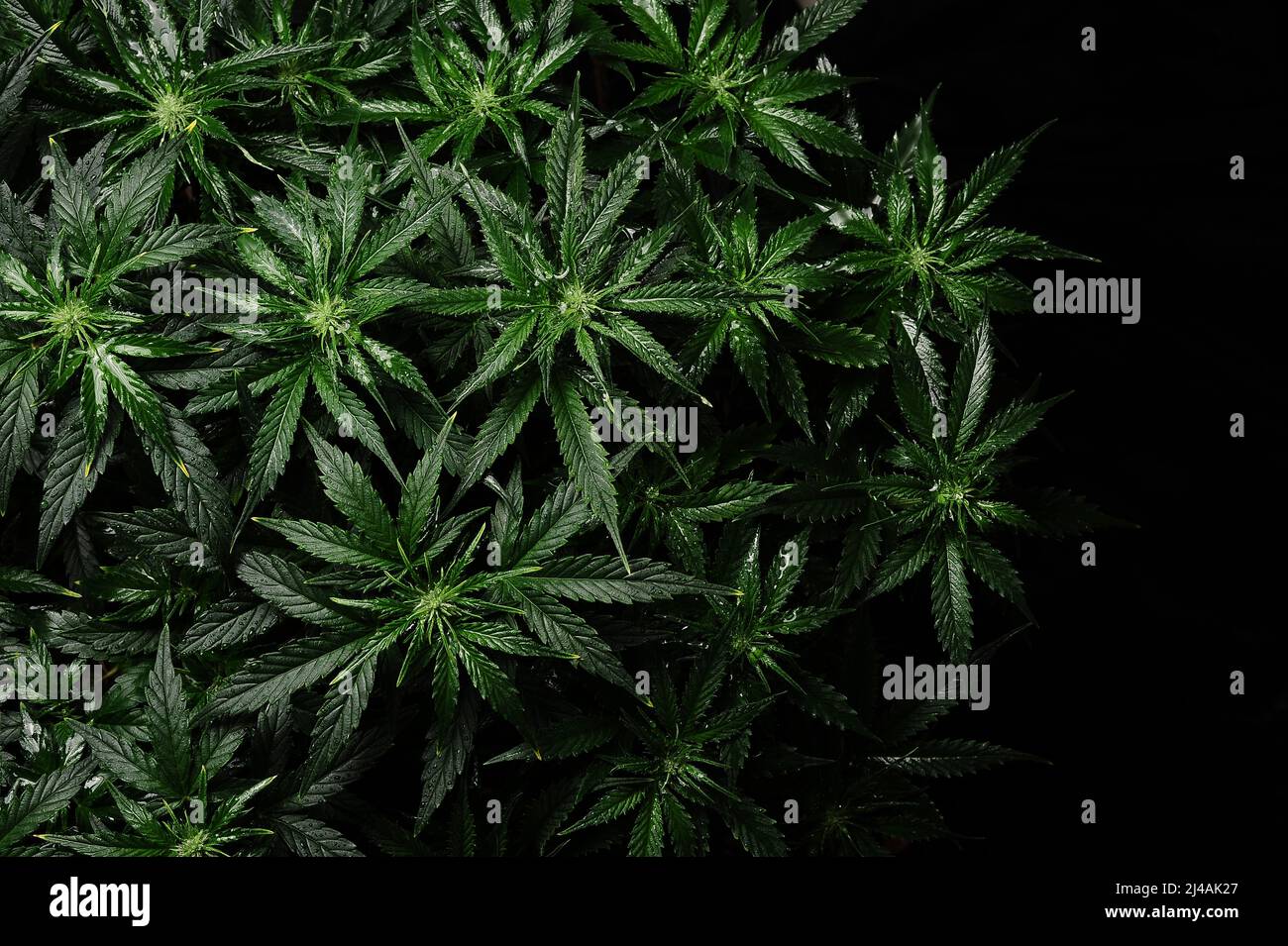 Cespuglio di cannabis su sfondo nero. Layout di foglie fresche di marijuana bagnata, innaffiare piante erbose, vista dall'alto. Canapa ricreazione, concetto crescente. Foto Stock