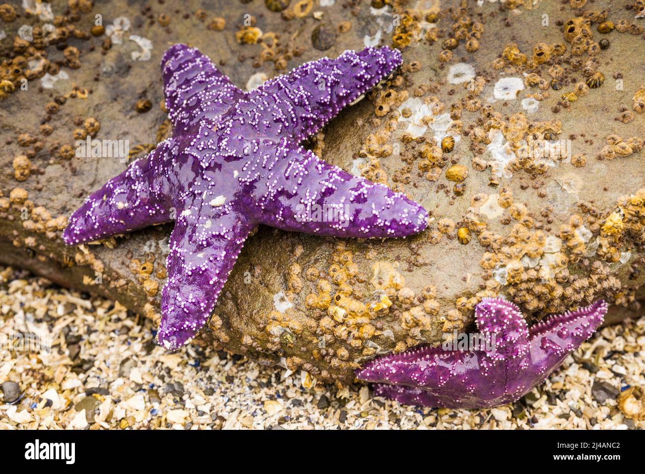 Stelle di mare o stelle marine su una roccia esposta mediante la bassa marea in Oregon, USA Foto Stock