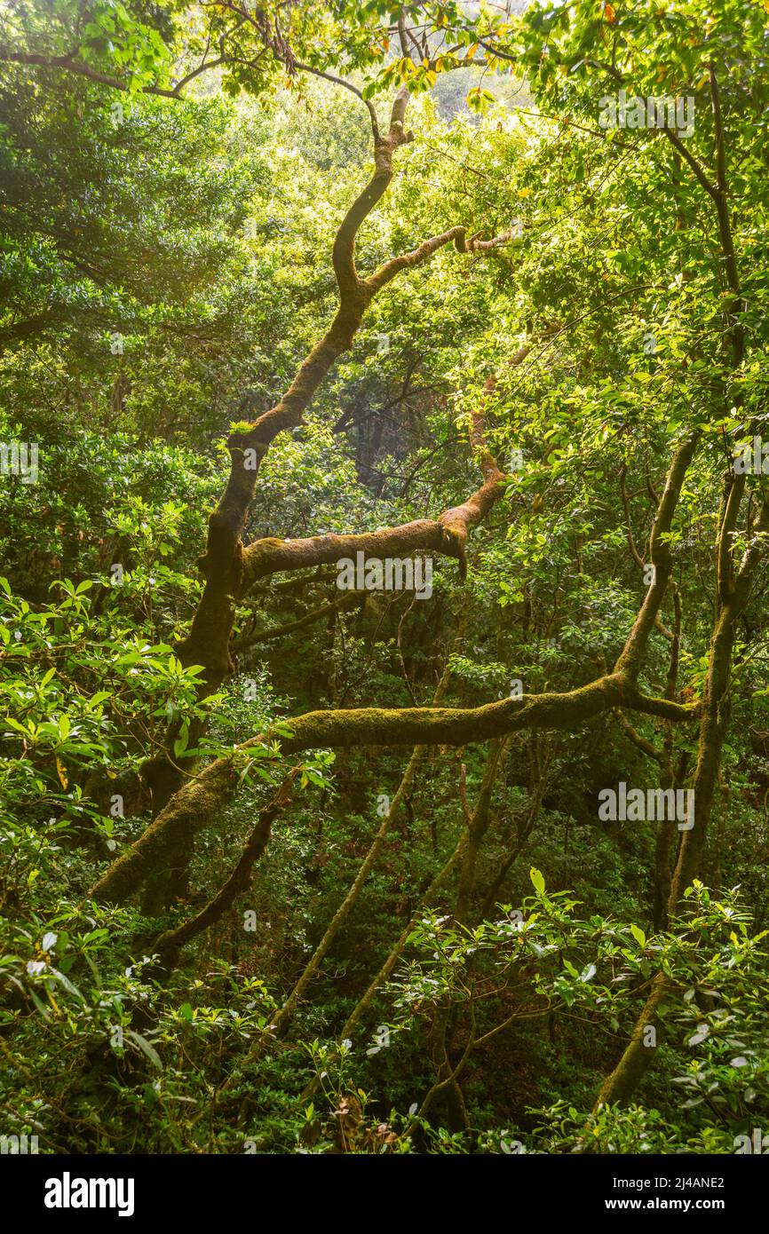 La luce del sole cade all'interno di una foresta tropicale profonda a Madeira Island, Portogallo Foto Stock