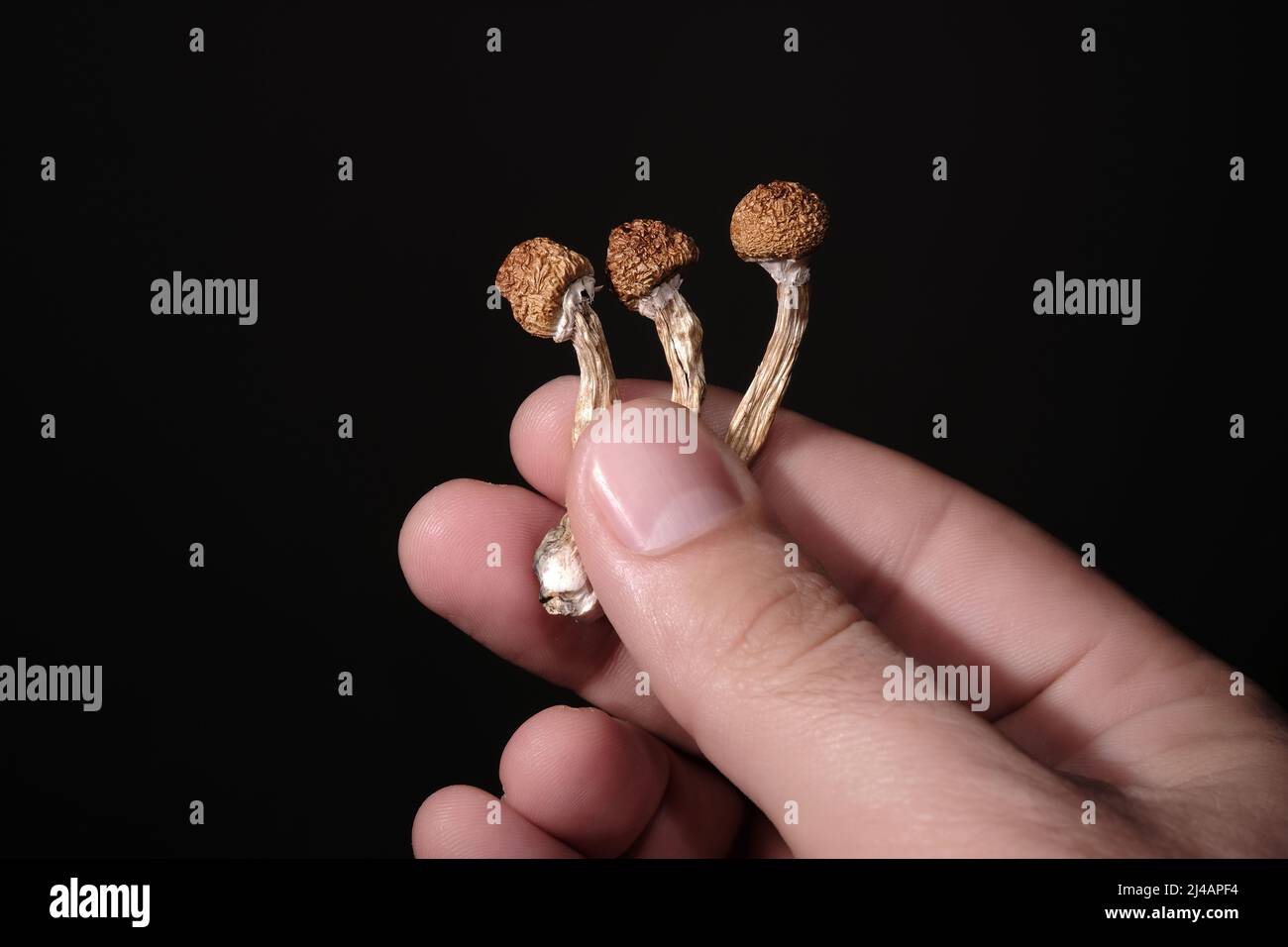 Funghi psilocibin in mano dell'uomo isolati su sfondo nero. Viaggio magico psichedelico. Funghi commestibili essiccati Maestro d'oro. Uso medico. Microdo Foto Stock