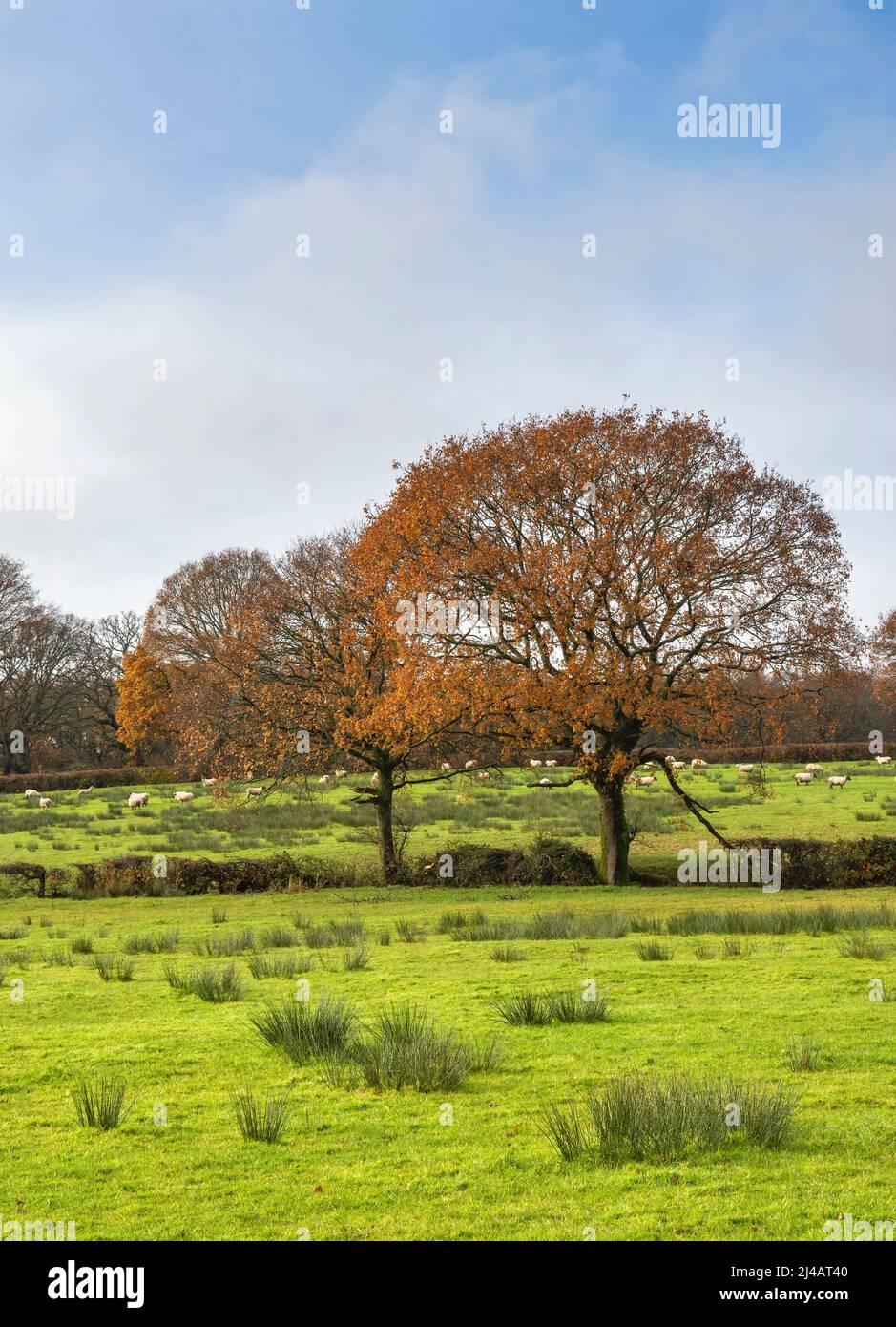Bella scena rurale Autunno nel Galles del Sud, Regno Unito con pecore pascolo sullo sfondo Foto Stock