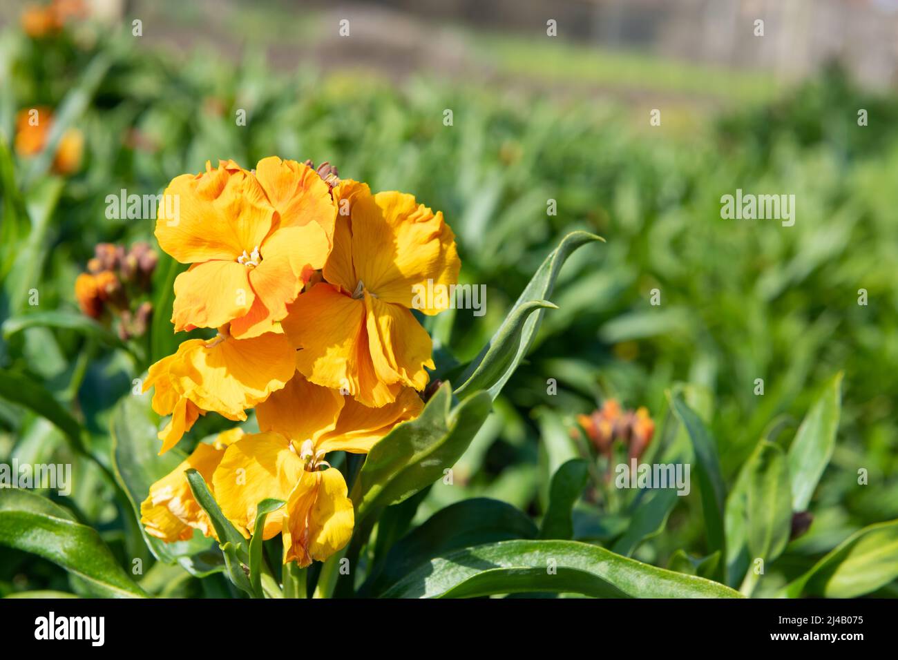 Primo piano di fiori arancioni (erysimum cheiri) in fiore Foto Stock