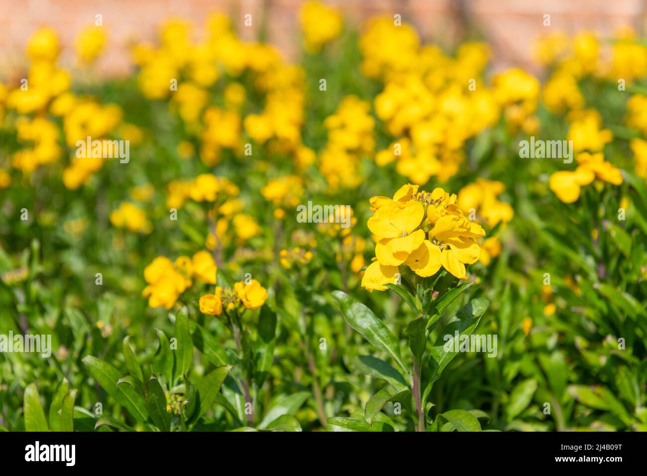 Primo piano di fiori gialli (erysimum cheiri) in fiore Foto Stock