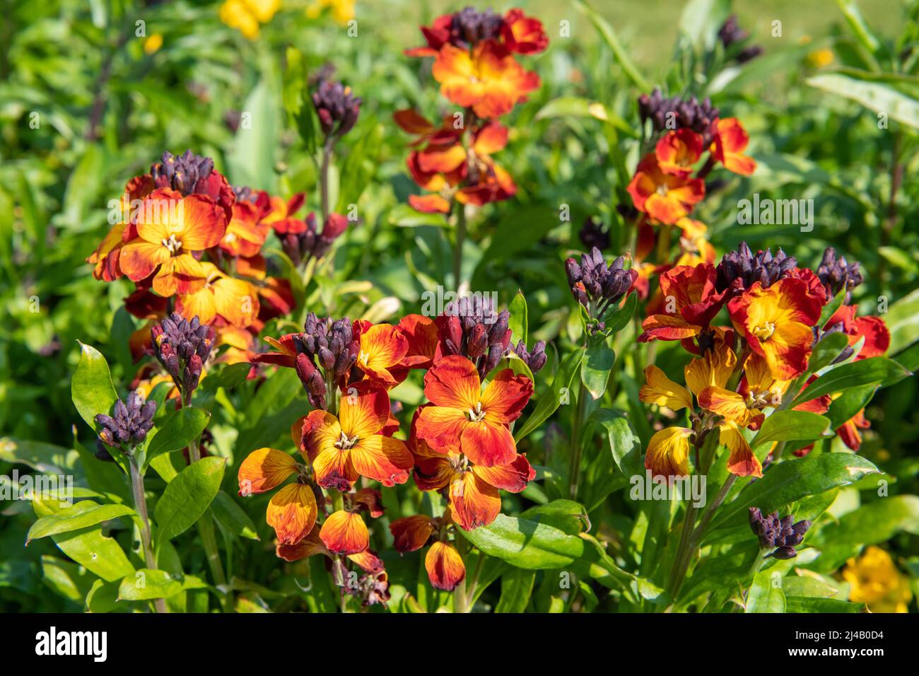 Primo piano di fiori rossi (erysimum cheiri) in fiore Foto Stock