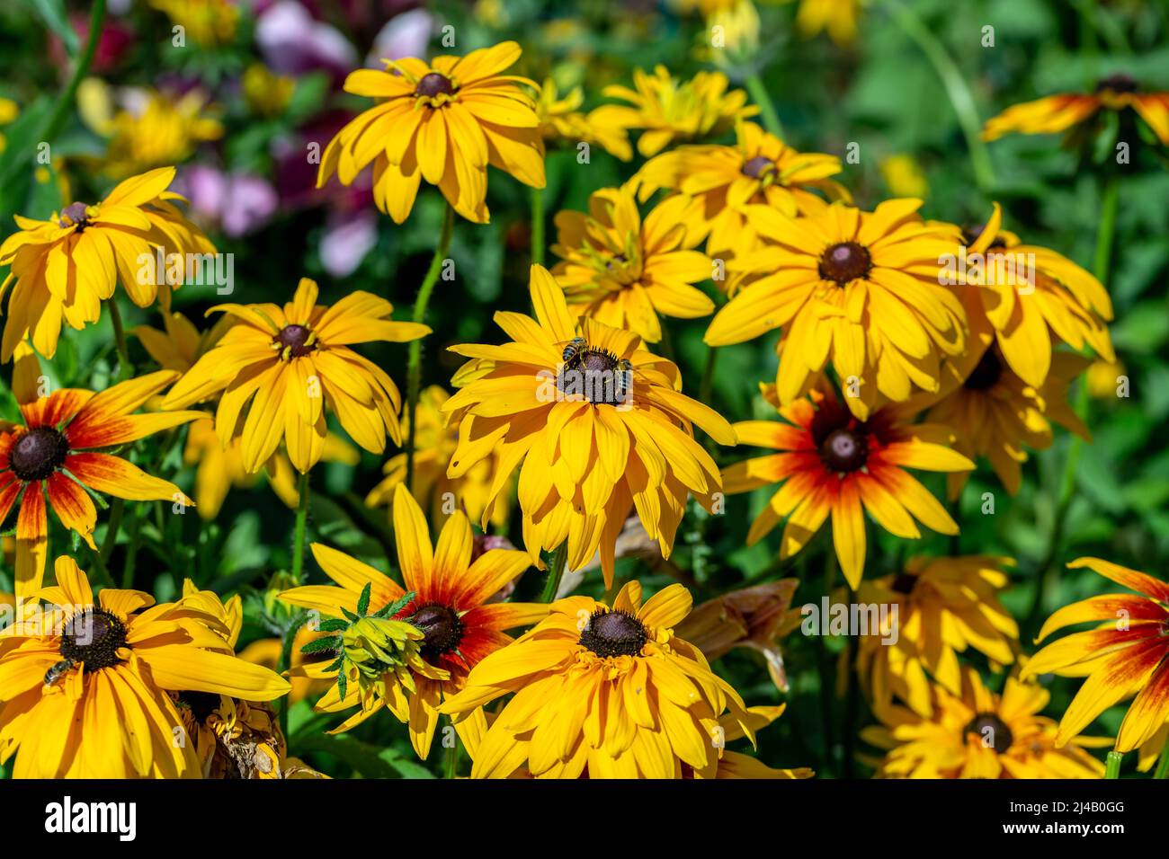 Occhi neri susan rudbeckia fiori in giardino Foto Stock