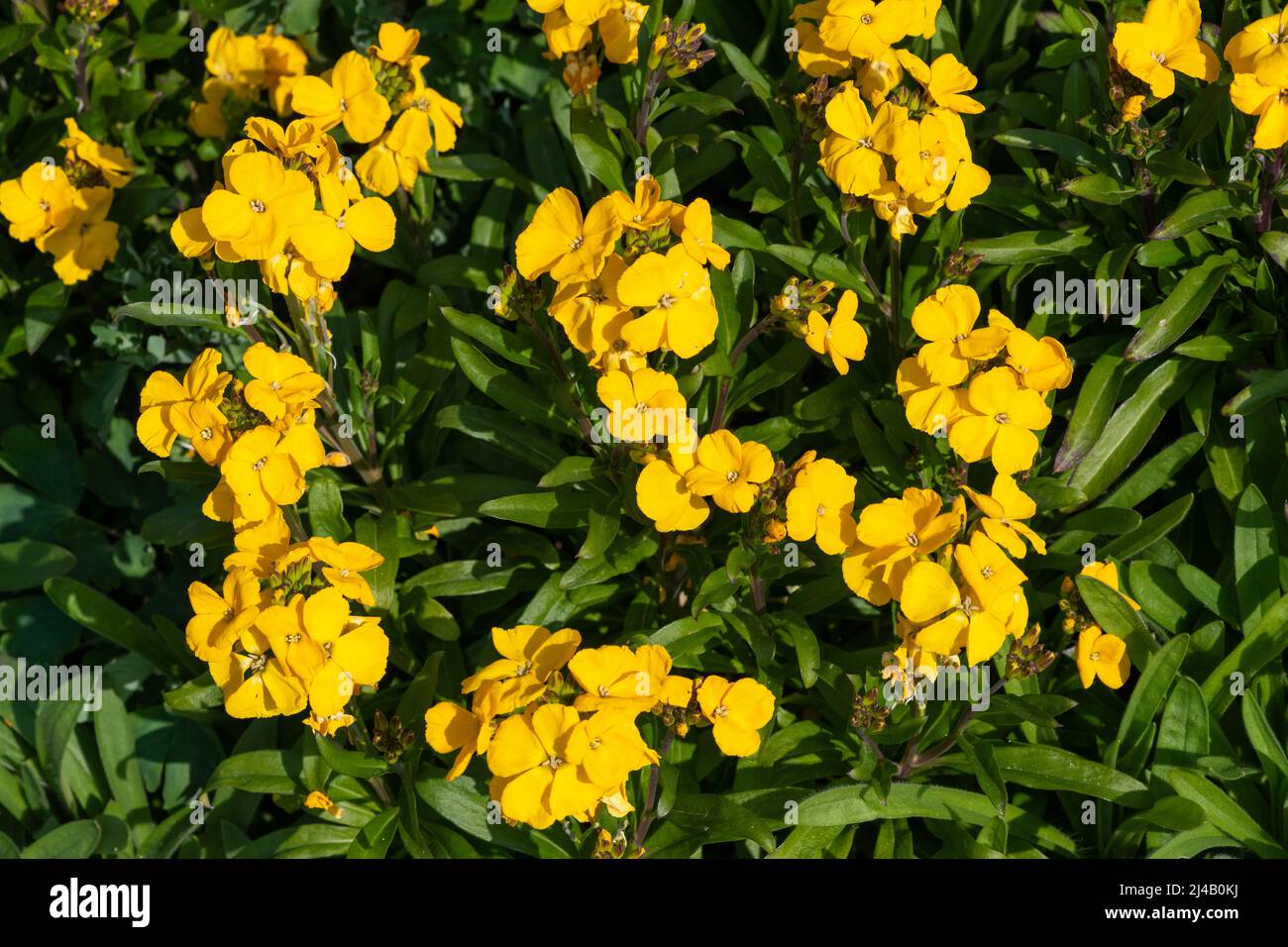 Primo piano di fiori gialli (erysimum cheiri) in fiore Foto Stock