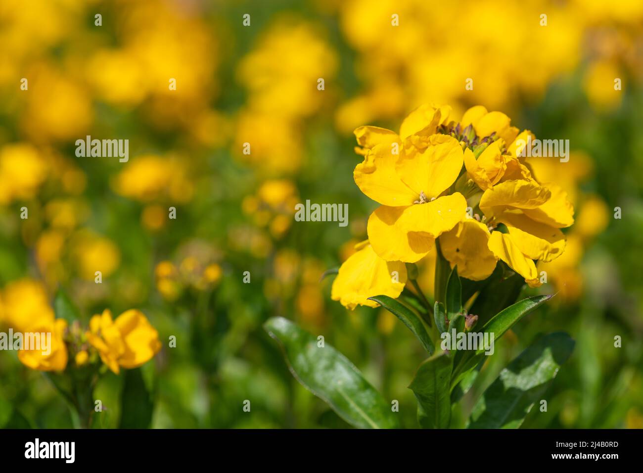 Primo piano di fiori gialli (erysimum cheiri) in fiore Foto Stock