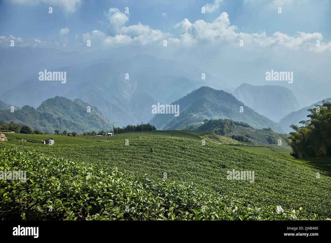 Paesaggio con piantagione di tè oolong nella montagna Alishan in Taiwan Foto Stock