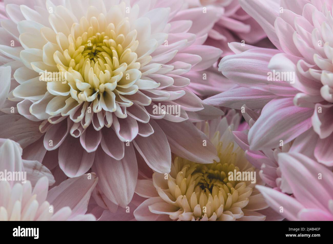 Mazzo di bellissimi Chrysanthemums rosa - macro Foto Stock