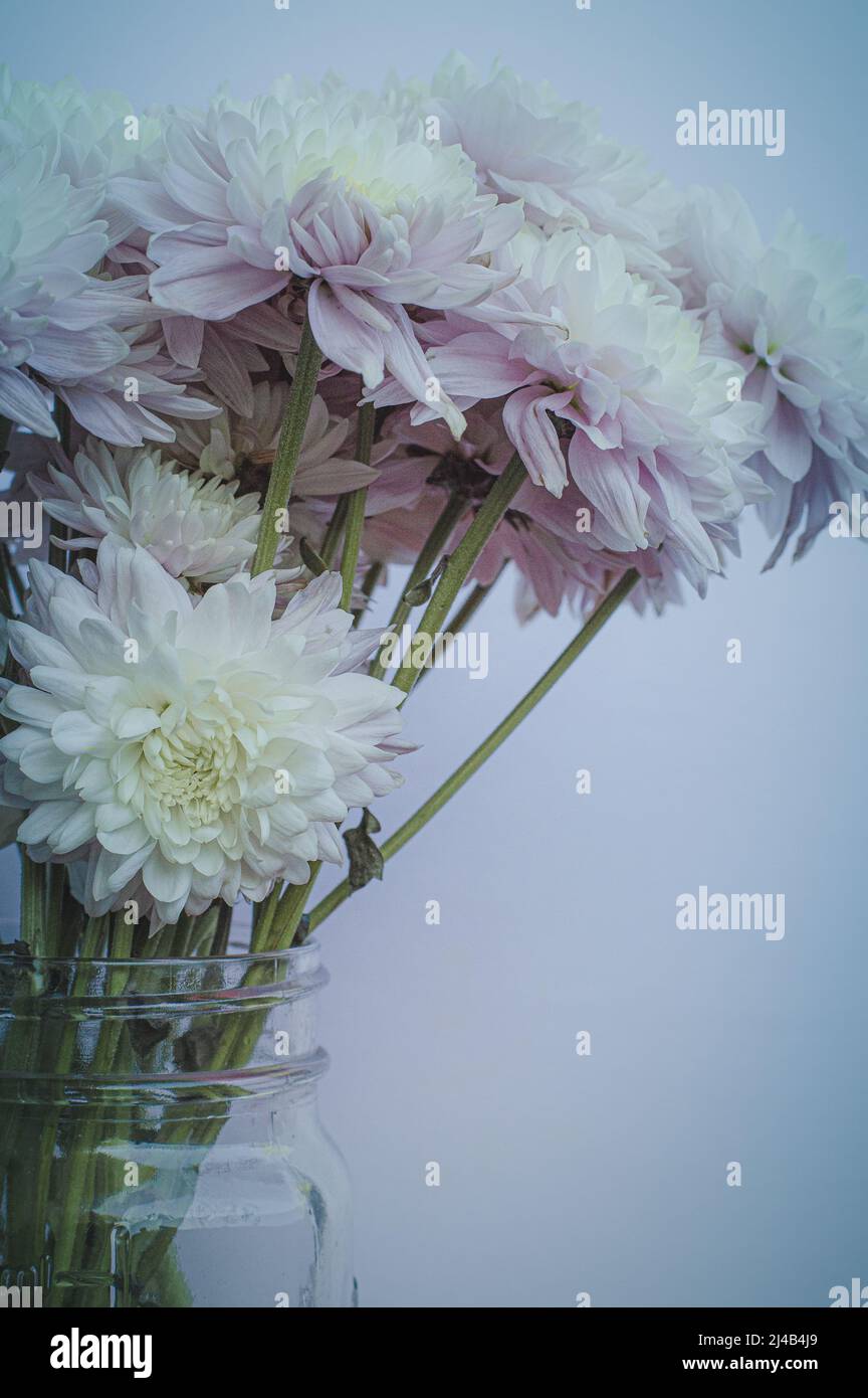Bei Chrysanthemums rosa e bianco in un vaso su sfondo bianco Foto Stock