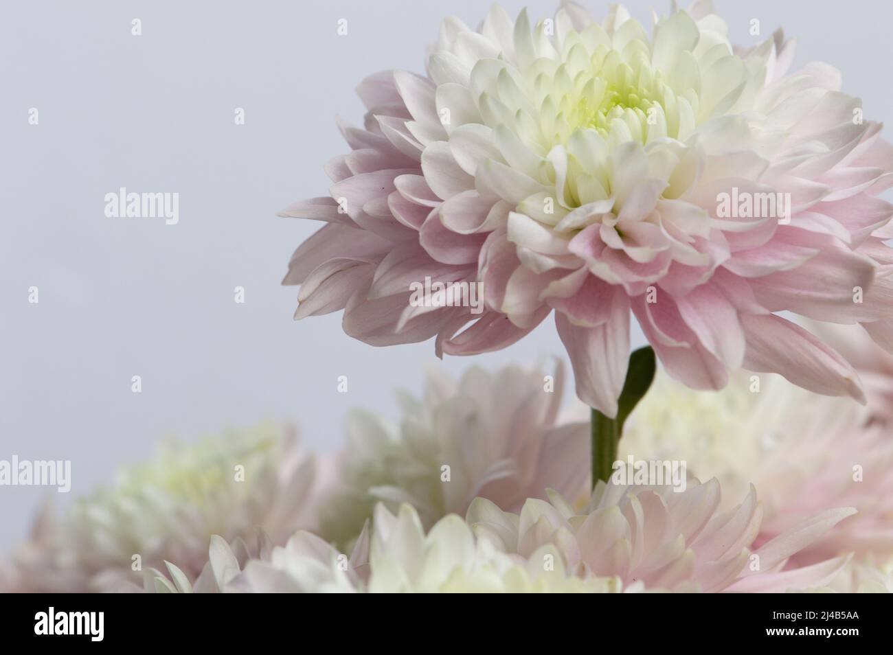 Bel Crisanthemum rosa e bianco si alza più alto del resto dei fiori - macro Foto Stock
