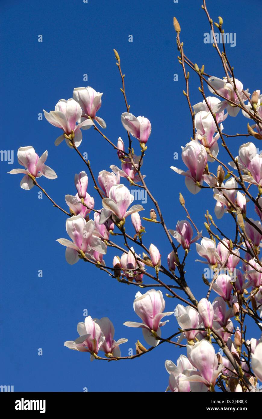 Albero di Magnolia in fiore in primavera nel giardino domestico suburbano, Kent Foto Stock
