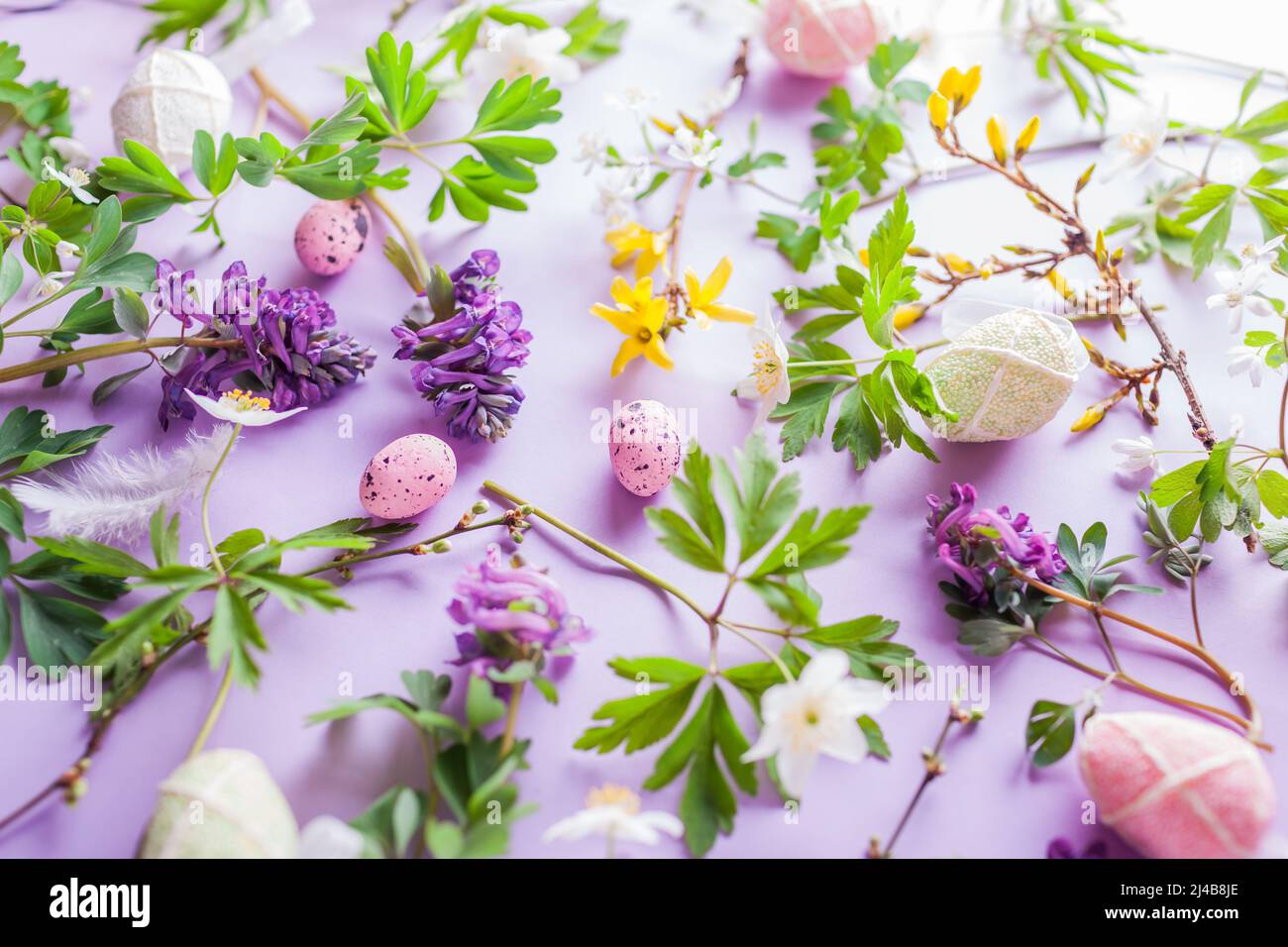 Sfondo floreale di Pasqua. Uova con fiori gialli bianchi in fiore primaverile su sfondo viola. Texture simbolica per le vacanze. Vista dall'alto Foto Stock