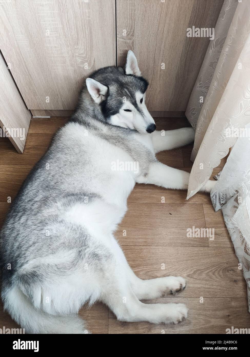 un husky siberiano si trova vicino all'armadio della camera Foto Stock