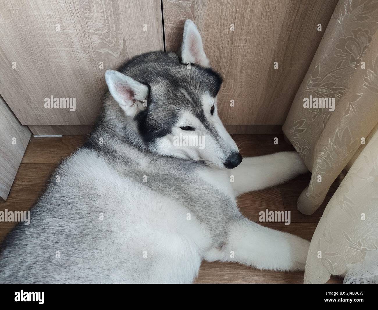 un husky siberiano si trova vicino all'armadio della camera Foto Stock
