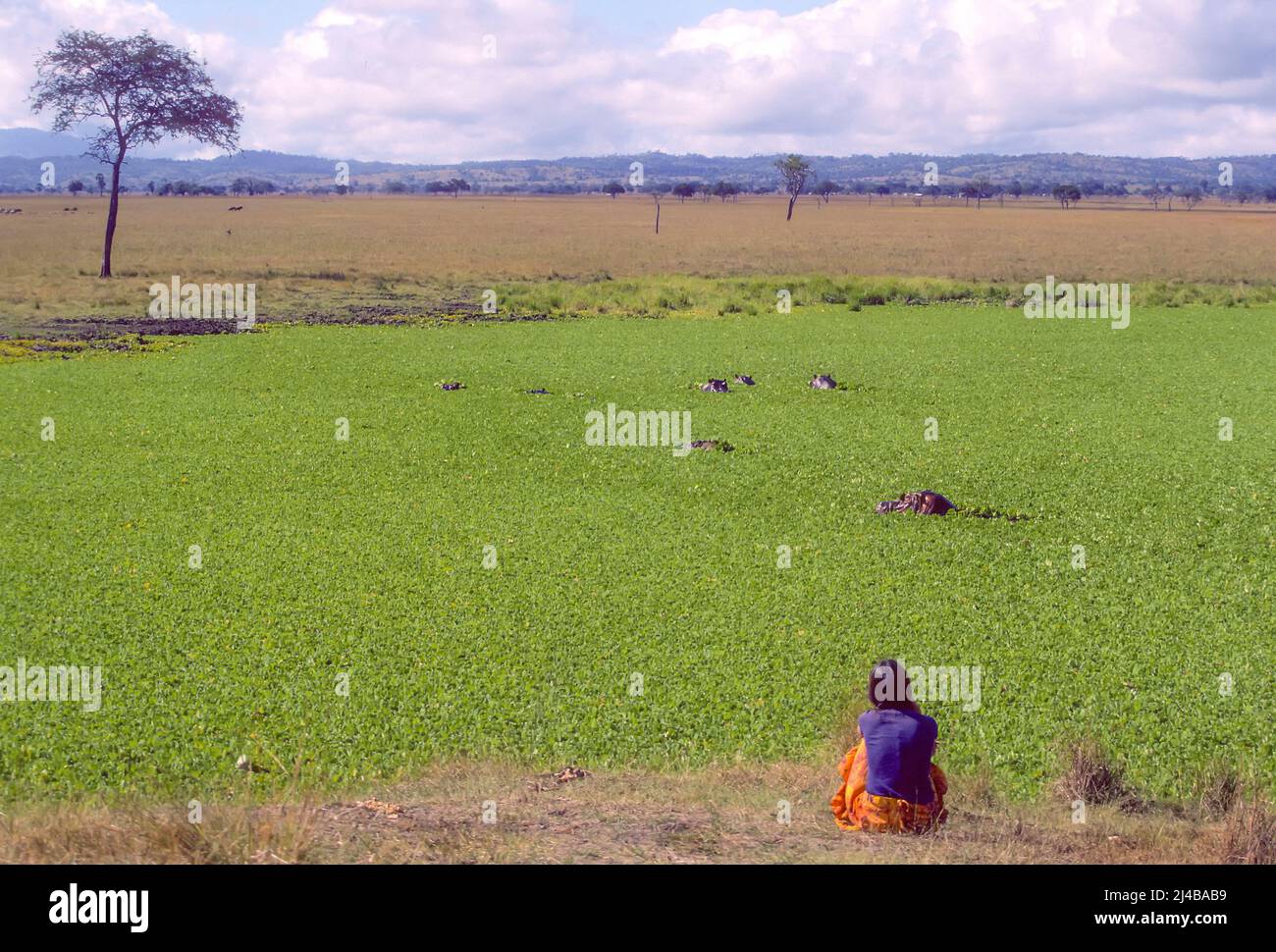Donna che osserva ippopotami in piscina coperta di vegetazione, Tanzania Foto Stock
