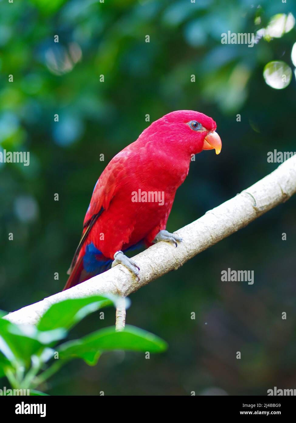 Vivace carismatica bella Lory rossa con occhi luminosi e scintillante piumaggio vivido. Foto Stock