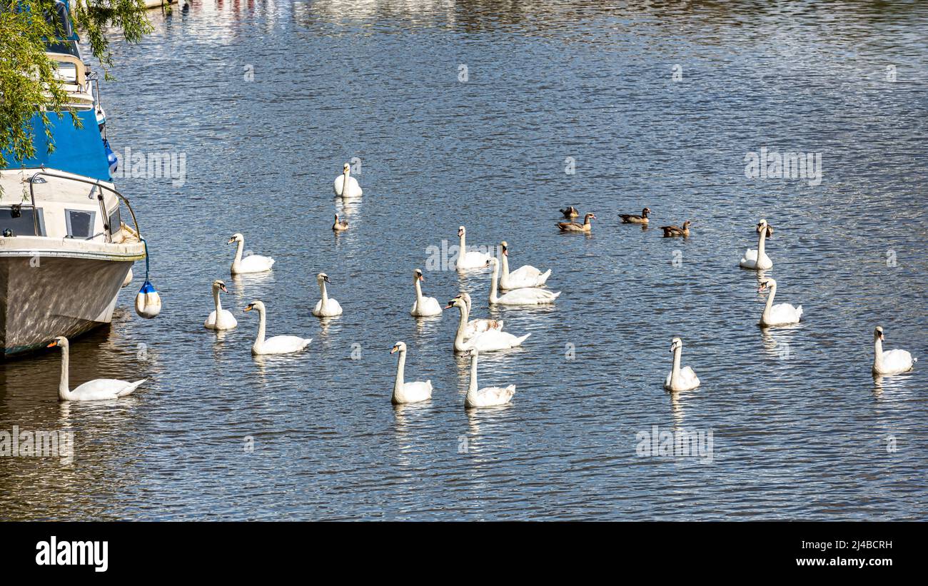 Oche egiziane e cigni sul fiume Medway a Wateringbury vicino Maidstone nel Kent, Inghilterra Foto Stock