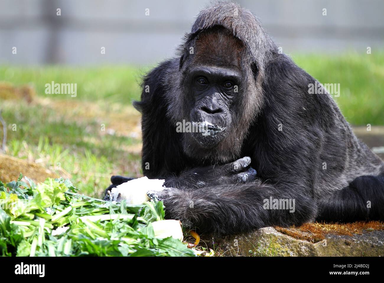 Berlino, Mitte, Germania. 13th Apr 2022. Berlino: Per il gorilla più antico del mondo, i custodi degli animali hanno preparato una torta di compleanno colorata nel recinto all'aperto del giardino zoologico di Berlino. Il pic-nic ricamato con frutta, verdura, uova e torte di riso. La foto mostra la gorilla signora nel recinto esterno. (Credit Image: © Simone Kuhlmey/Pacific Press via ZUMA Press Wire) Foto Stock