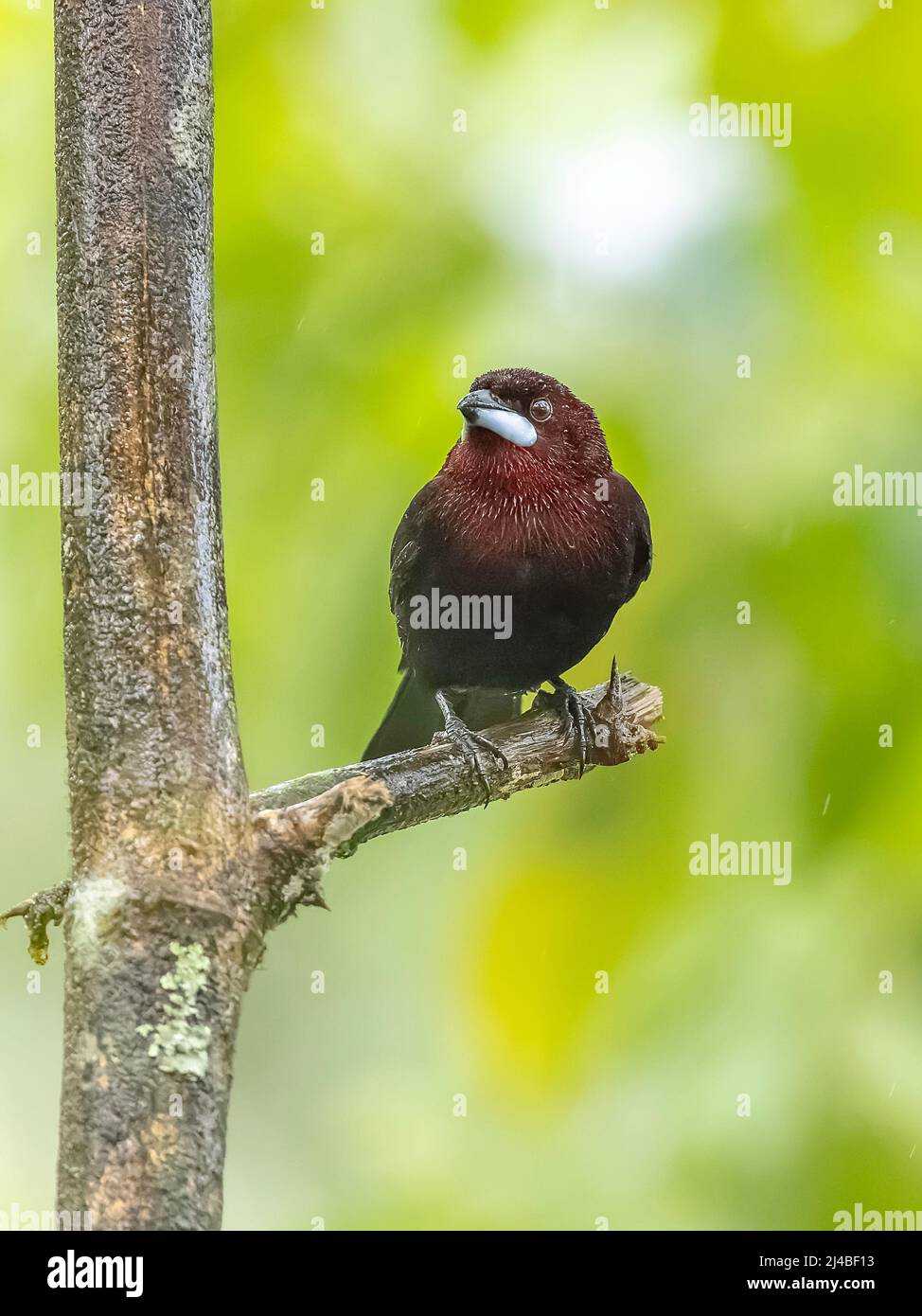 Un Tanager a becco d'argento in Ecuador Foto Stock