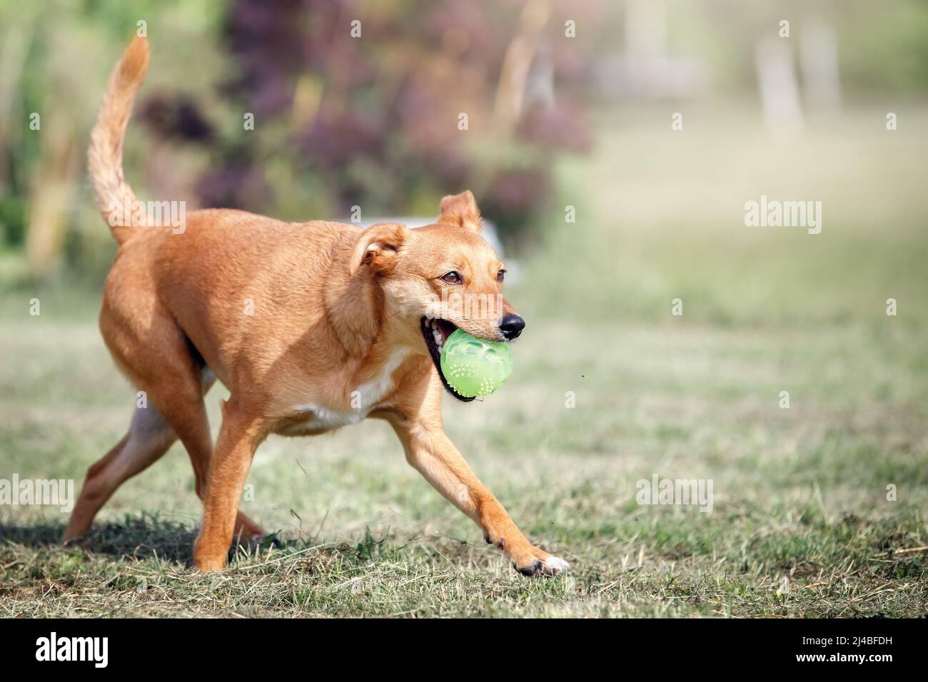 Un cane arancione, come una volpe ruba un giocattolo verde e fugge. Concetto: amore per gli animali domestici, felice animale domestico Foto Stock